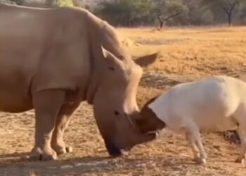 When the goat got crowded with the giant rhinoceros, you will be surprised to see what happened