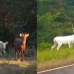 White deer found in Kaziranga National Park, video went viral on social media