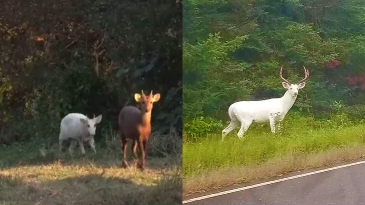 White deer found in Kaziranga National Park, video went viral on social media