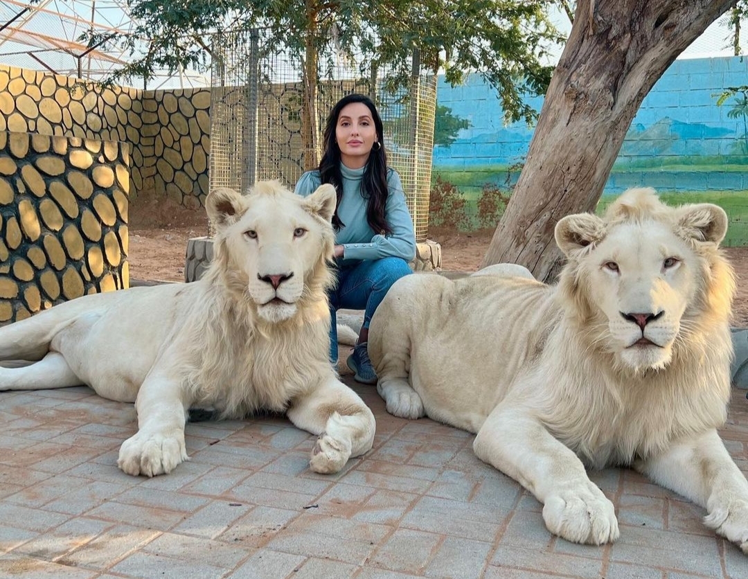 Fans are very fond of these pictures of Nora Fatehi with lion-chimpanzee