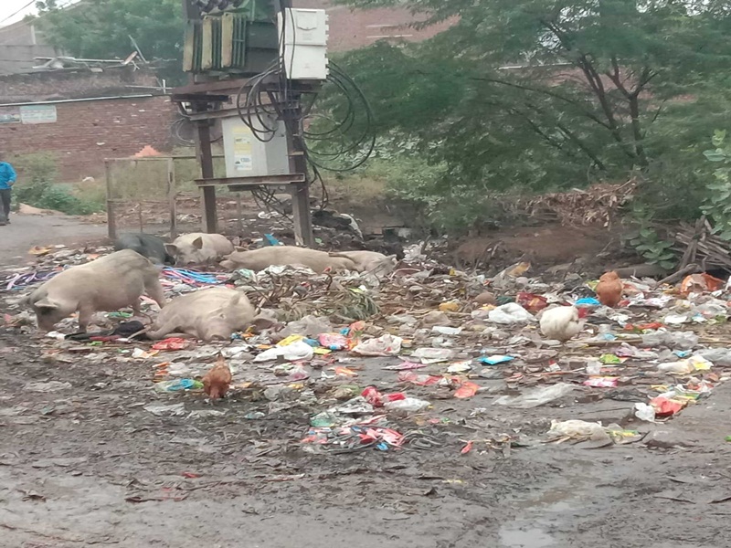 Gwalior Swachh Survekshan 2022: लाख प्रयासों के बाद भी खत्म नहीं हो रहे कचरा ठीये, कट सकते हैं अंक