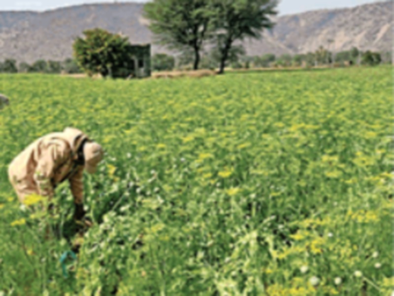 Gwalior drug trade: ग्वालियर नारकाेटिक्स ब्यूराे ने सौंफ के खेत के बीच पकड़ी अफीम की खेती