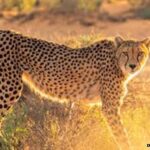 Madhya Pradesh Cheetah Project: नामीबिया से नहीं मिला तो भी आएगा चीता