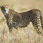 Madhya Pradesh Cheetah Project: नामीबिया चीता देने को तैयार, अप्रैल में शुरू होगी प्रक्रिया