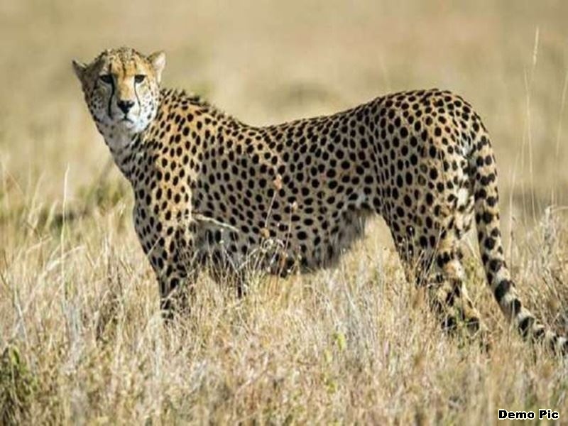 Madhya Pradesh Cheetah Project: नामीबिया चीता देने को तैयार, अप्रैल में शुरू होगी प्रक्रिया