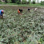 Madhya Pradesh News: जैविक उद्यानिकी किसानों का सम्मेलन मार्च में, सिंघाड़ा खेती करने वालों को मिलेगा अनुदान