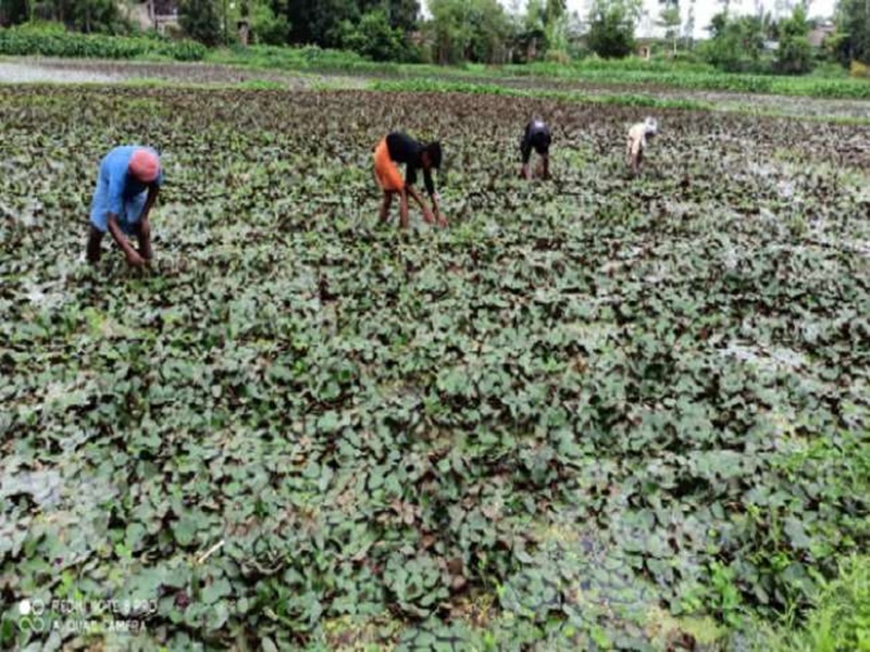 Madhya Pradesh News: जैविक उद्यानिकी किसानों का सम्मेलन मार्च में, सिंघाड़ा खेती करने वालों को मिलेगा अनुदान