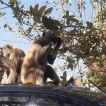 भोजन की तलाश में जंगल से नगर पहुंची बंदरों की टोली