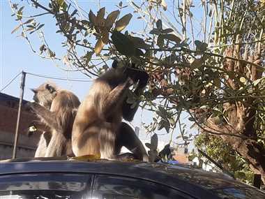 भोजन की तलाश में जंगल से नगर पहुंची बंदरों की टोली