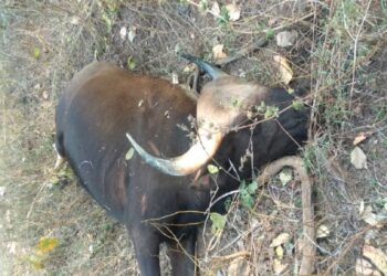 Bison Dies |  Bison dies after being hit by train  Navabharat