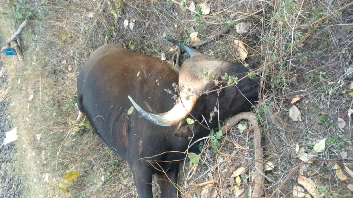 Bison Dies |  Bison dies after being hit by train  Navabharat