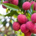 summer fruits for diabetes, lychee, litchi to reduce oxidative stress, litchi to prevent diabetes complications
