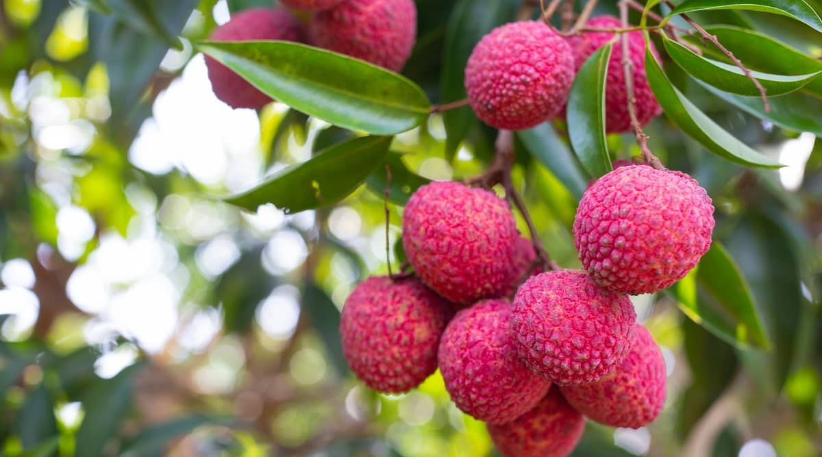 summer fruits for diabetes, lychee, litchi to reduce oxidative stress, litchi to prevent diabetes complications