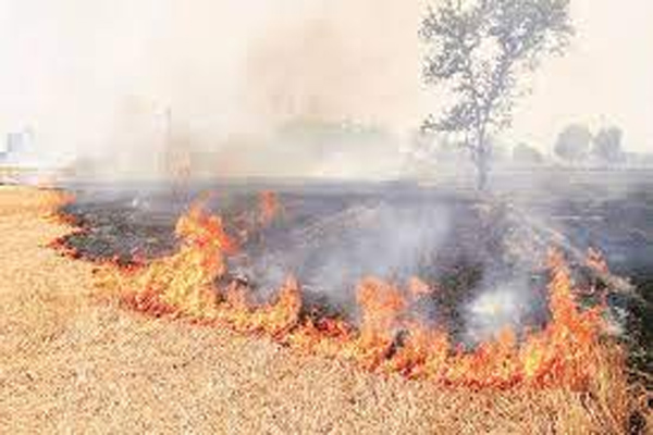 Chief Secretary gave instructions to the officers to reduce the incidents of stubble burning in Haryana - Chandigarh News in Hindi