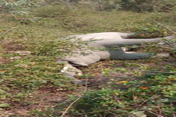 Dead body of male elephant found in Amangarh Tiger Reserve range of UP - Bijnor News in Hindi