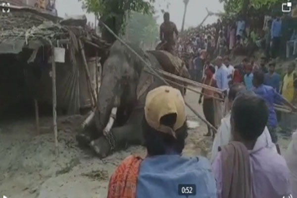 Elephant flared up in Bihar, created a ruckus, took the life of a mahout. - Motihari News in Hindi