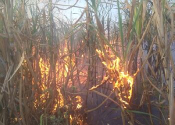 Fire |  Sugarcane burnt in the fire, sparking fire in DP.  Navabharat