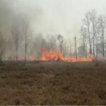 Fire in Ratapani Sanctuary :   80 लाख की लागत का प्लांटेशन हुआ जल कर खाक, 150 एकड़ में किया था पौधा रोपण, महकमा लगा लीपापोती में
