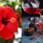 Hibiscus Tea |  If blood pressure suddenly rises, drink tea from this flower.  Navabharat