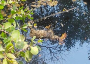 Indore News: सत्तर दिन के भीतर इंदौर वनमंडल में पांचवे तेंदुए की मौत