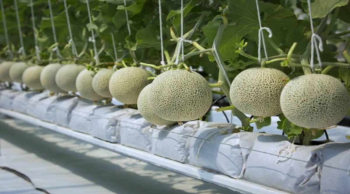 Yubari melon, world most expensive fruits, japan,
