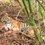 Kanan Pendari Zoo Bilaspur: ATR की बाघिन रजनी की कानन में मौत, कंधे में थे गहरे जख्म