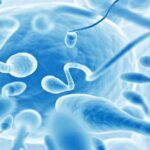 Turkish businessman claims his sperm stolen, HST, In Vitro Fertilization, Sperm
