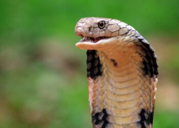 Kerala, Kollam, snake bite, snake bite murder case