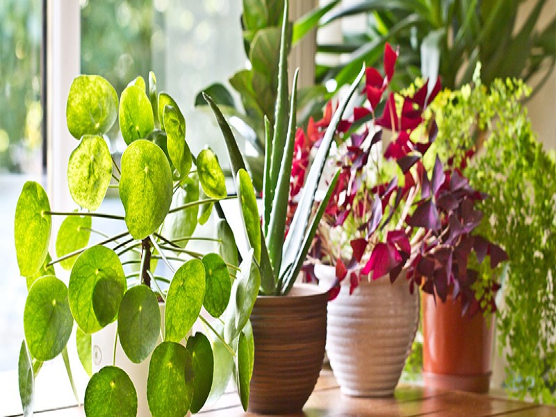 Vastu Tips: घर में गलती से भी न लगाएं ये पेड़-पौधे, तरक्की में डालते हैं रुकावट
