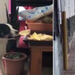 Viral Video: कुत्तों ने परेशान किया तो घोड़े ने गुस्से में दी एक लात, रिएक्शन देख हंसी नहीं रोक पाओगे