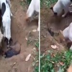 Viral Video: कुत्ते की हो गई मौत, साथी कुत्तों ने किया अंतिम संस्कार, वीडियो आपको कर देगा इमोशनल