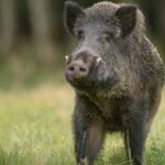 Wild Boar Attack |  2 agricultural laborers seriously injured in wild boar attack  Navabharat