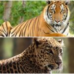 World Wildlife Day 2022 Special: अब मध्य प्रदेश में इसलिये आबाद हैं बाघ, पेंगोलिन और कछुए