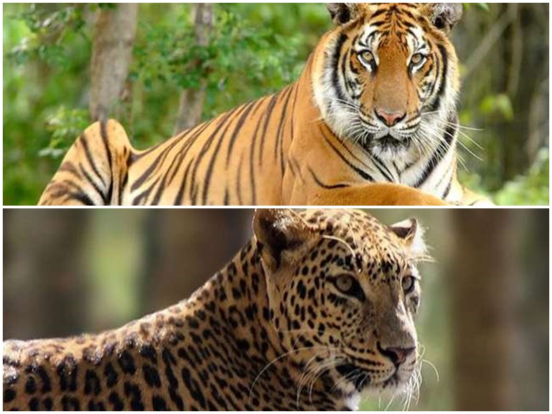 World Wildlife Day 2022 Special: अब मध्य प्रदेश में इसलिये आबाद हैं बाघ, पेंगोलिन और कछुए