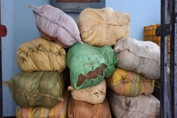 Bihar: 3 quintals of ganja recovered from a truck loaded with ginger, 1 smuggler arrested. - Patna News in Hindi