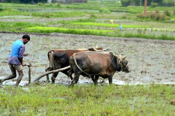 As target date approaches, doubling of farmers incomes still a distant dream - India News in Hindi