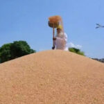 Kashmir Singh, Punjab first farmer to get online payment for wheat procurement - Punjab-Chandigarh News in Hindi