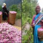 Women of Joshimath fought against migration, 50 women became a living example of self-employment by cultivating roses. - Dehradun News in Hindi