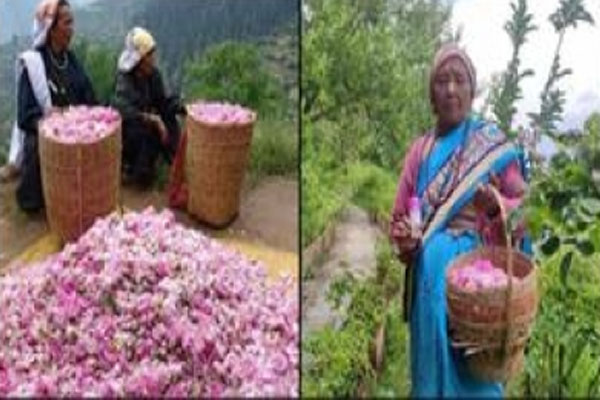 Women of Joshimath fought against migration, 50 women became a living example of self-employment by cultivating roses. - Dehradun News in Hindi