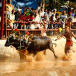 Ban on buffalo sacrifice in Karnataka, villagers started sacrificing bulls - Tumkur News in Hindi