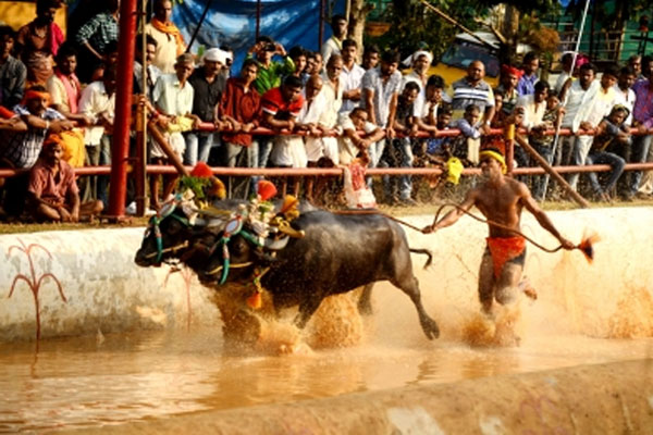 Ban on buffalo sacrifice in Karnataka, villagers started sacrificing bulls - Tumkur News in Hindi