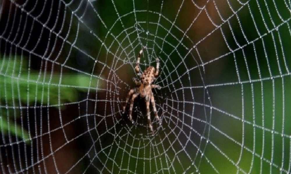 Cleaning Tips: If you are troubled by the spider webs installed in the house, then you will get the sure solution in your own kitchen, know the indigenous tricks here