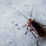 Cockroach Extermination Remedies |  Learn easy home remedies for cockroach extermination, and be sure to give them a try.  Navabharat