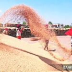 Grain export ban: How much inflation under control