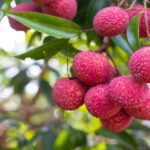 Lychee Benefits: Along with keeping digestion healthy, lychee keeps the body hydrated, know the benefits