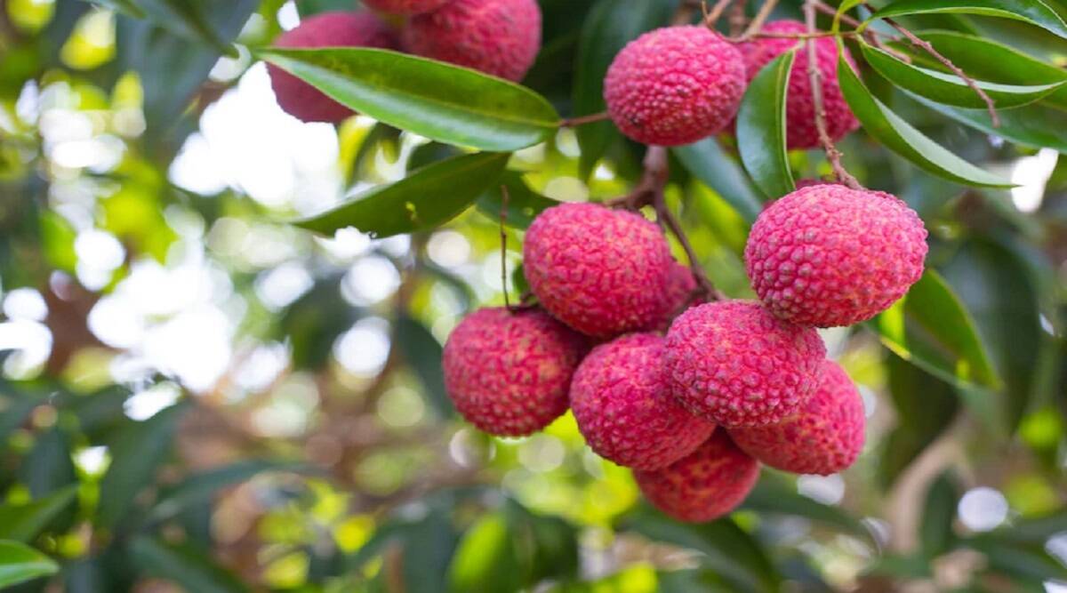 Lychee Benefits: Along with keeping digestion healthy, lychee keeps the body hydrated, know the benefits