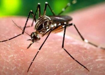 National Dengue Day 2022, Dengue symptoms and 7 warning signs of dengue, fever