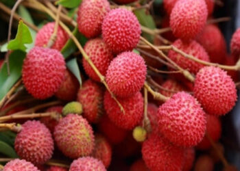 The people of the metropolis will also taste the taste of raspberry litchi of Muzaffarpur in Bihar. - Muzaffarpur News in Hindi