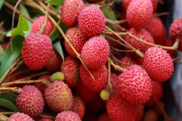 The people of the metropolis will also taste the taste of raspberry litchi of Muzaffarpur in Bihar. - Muzaffarpur News in Hindi