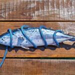 Why Is Bluefin Tuna So Expensive Here are the reasons bluefin tuna is so expensive- This fish is more expensive than many kilos of gold, knowing the price will blow your senses